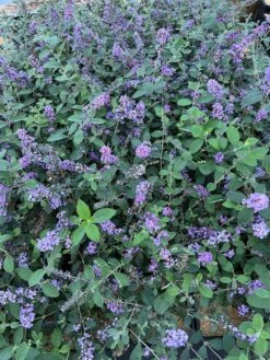 Featured Products -Plant And Fruit Tree Shop 55E266CF D817 45A1 85DD 473776036DA4