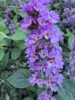 Featured Products 1 LO & BEHOLD® ‘Blue Chip Jr.’