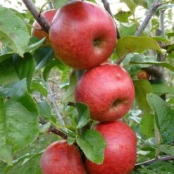 Unbeatable Urban Apple Bundle (3 Trees) -Plant And Fruit Tree Shop AppleRedWindsor