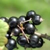 Laxton's Giant Black Currant