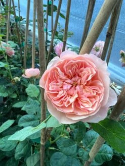 FLAVORETTE™ Honey-Apricot Rose -Plant And Fruit Tree Shop D523EFDA 5A0E 479B 842A 2757DCD6376E