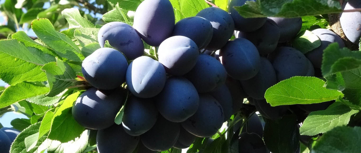 Plant And Fruit Tree Shop -Plant And Fruit Tree Shop DXGDG