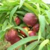 Garden Delight Nectarine-Miniature