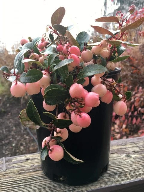 Winter Fiesta™ Wintergreen 1 Winter Fiesta™ Wintergreen