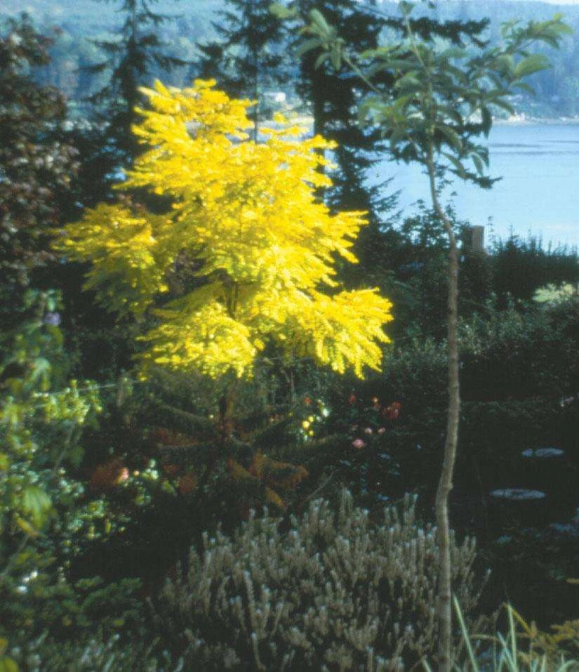 Frisia Gold Locust 1 Frisia Gold Locust