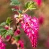 King Edward VII Flowering Currant