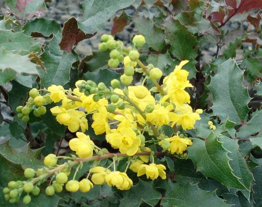 Tall Oregon Grape Holly 1 Tall Oregon Grape Holly