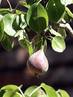 Moonglow Pear -Plant And Fruit Tree Shop MoonGlow Pyrus communis leaffruit Jean ccby20