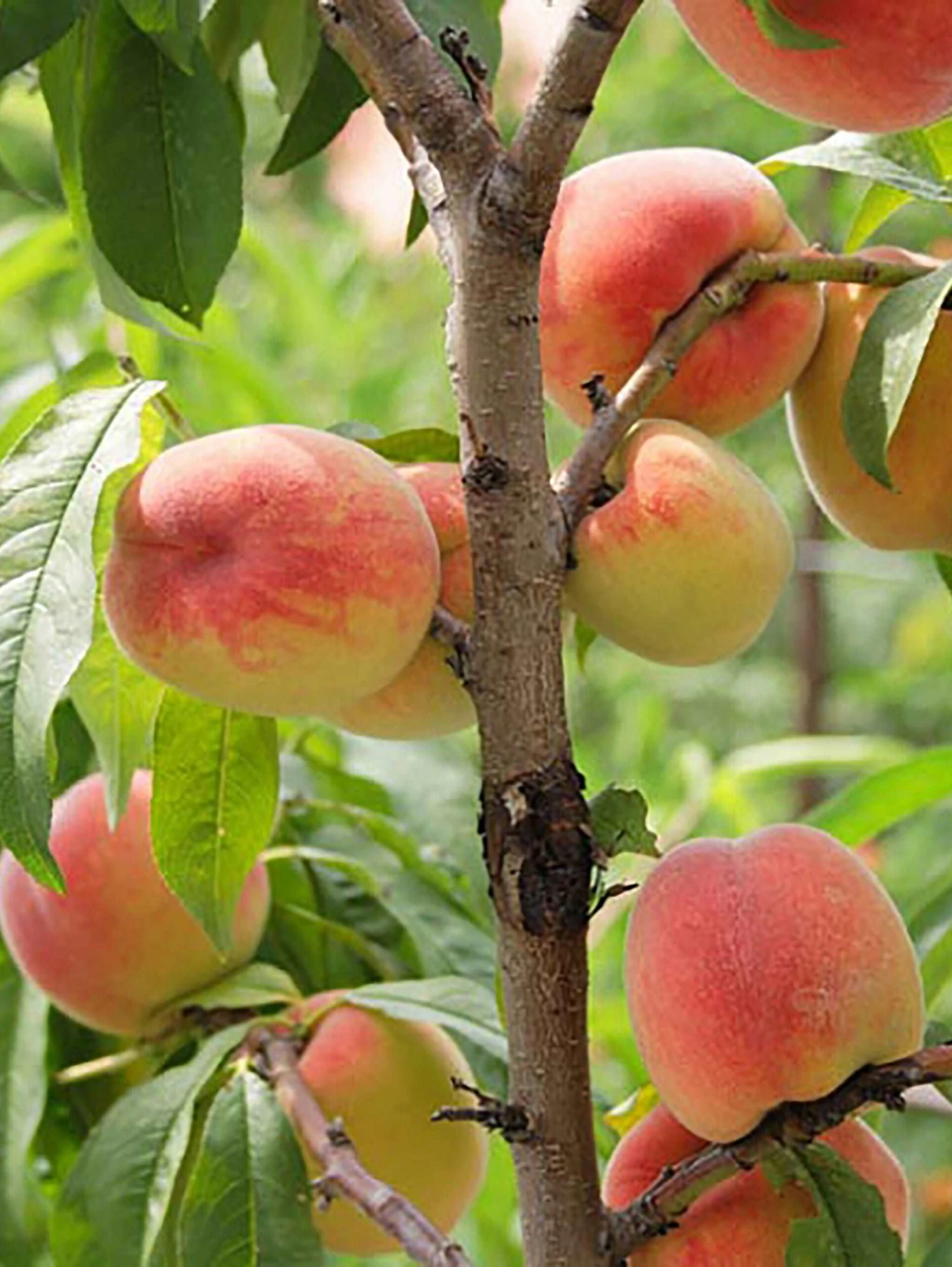 Reliance Peach 1 Reliance Peach