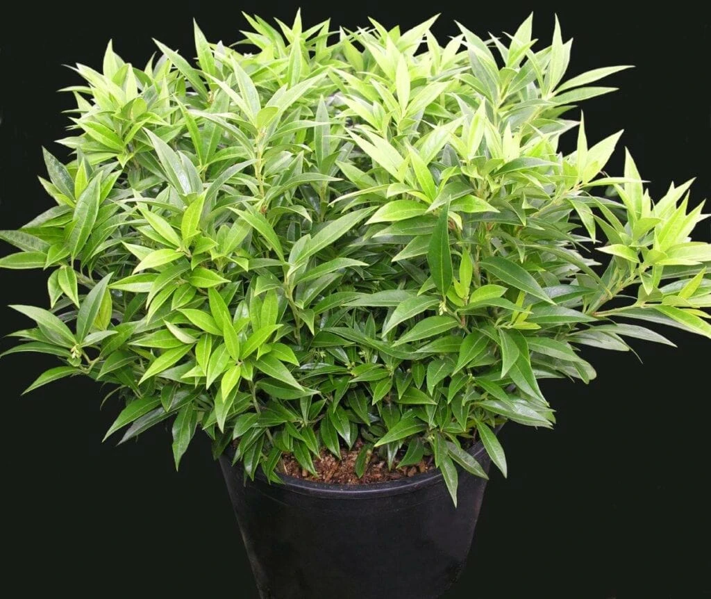 Fragrant Valley™ Himalayan Sweet Box 1 Fragrant Valley™ Himalayan Sweet Box