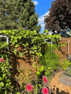 Freyr Trellis Extension By Seattle Urban Farm Company