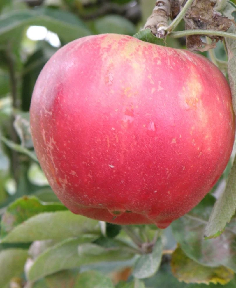 Akane And Cosmic Crisp Mini Orchard Bundle (3 Trees) 1 Akane And Cosmic Crisp Mini Orchard Bundle (3 Trees)