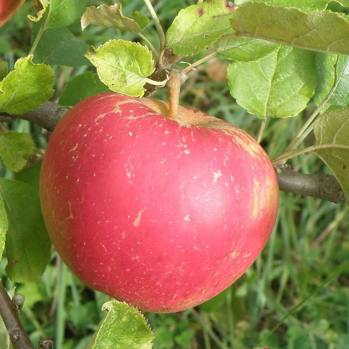 Red Boskoop Apple 1 Red Boskoop Apple