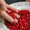 Balsgard Lingonberry