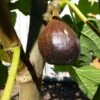 Beall Fig