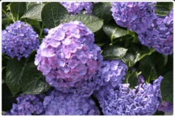 Let's Dance® Blue Jangles® Reblooming Hydrangea -Plant And Fruit Tree Shop bjangle