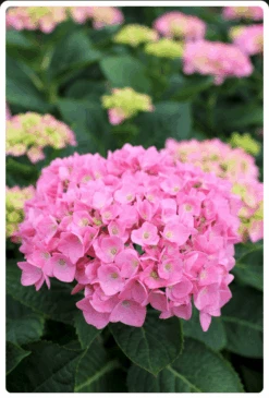 Let's Dance® Blue Jangles® Reblooming Hydrangea -Plant And Fruit Tree Shop bjangle2