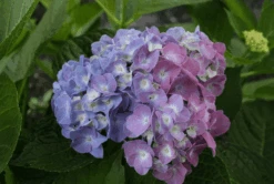 Featured Products -Plant And Fruit Tree Shop bjangle3