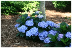 Featured Products 7 Let's Dance® Blue Jangles® Reblooming Hydrangea
