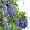 Alpha Blue Moon Wisteria