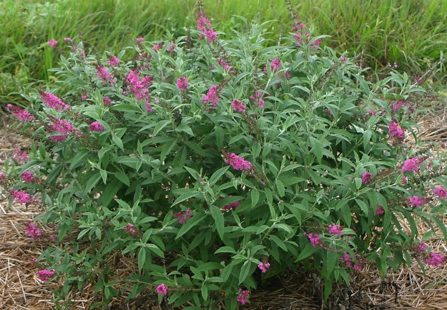 Alpha Miss Ruby Buddleia 1 Alpha Miss Ruby Buddleia