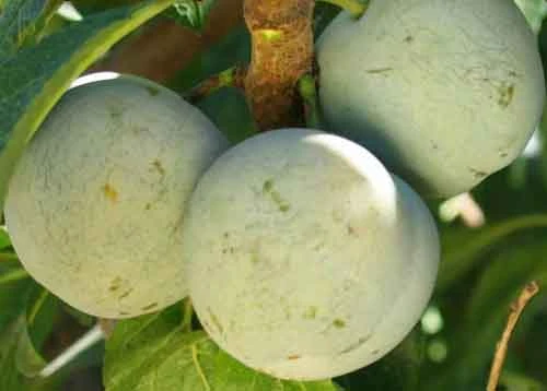 Bavay Gage European Plum 1 Bavay Gage European Plum