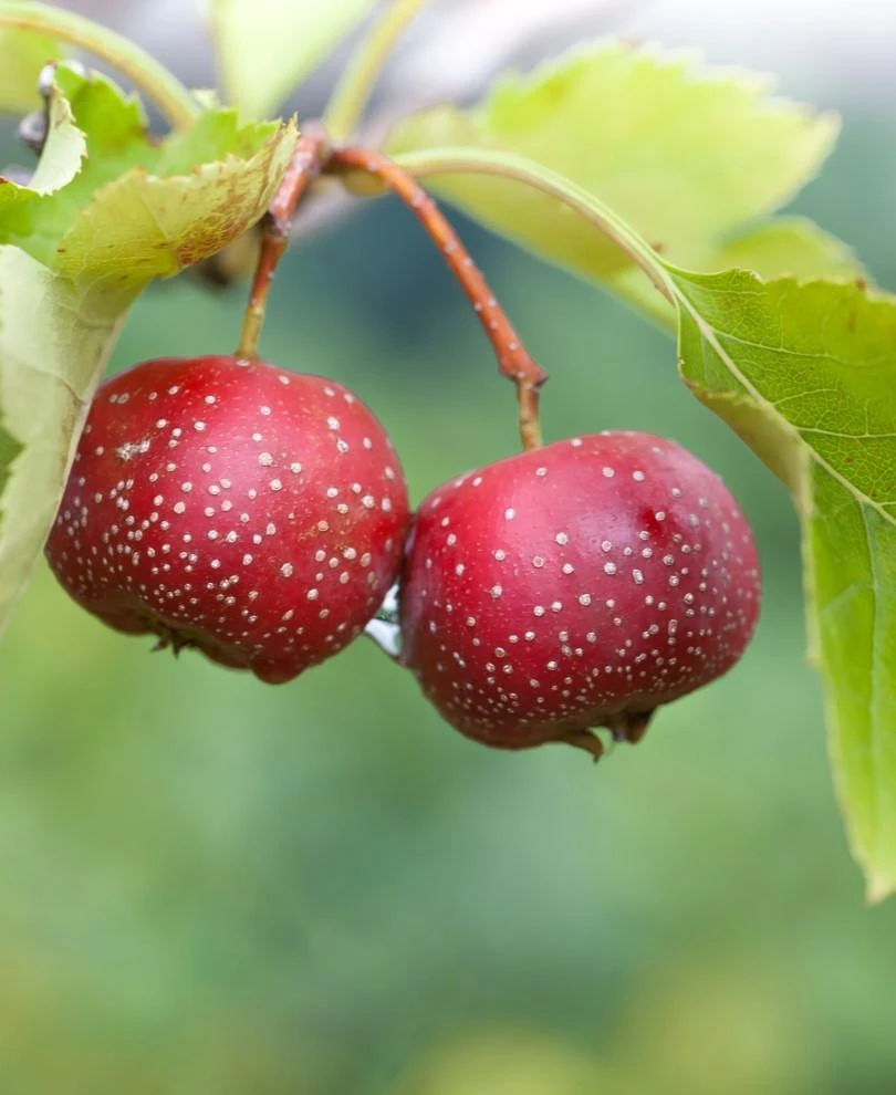 Red Sun Chinese Hawthorn 1 Red Sun Chinese Hawthorn