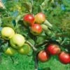 Combination Disease-Resistant Apple (3 Varieites)
