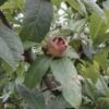 Marron™ Medlar