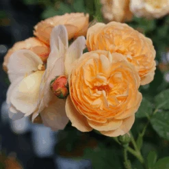 FLAVORETTE⢠Honey-Apricot Rose