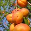 Harglow Apricot