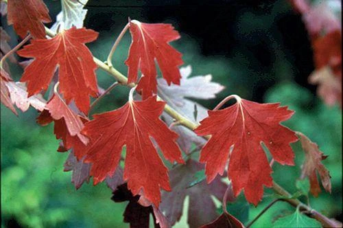 Crandall Black Currant 1 Crandall Black Currant