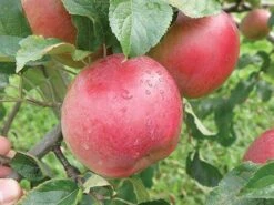Wolf River Apple -Plant And Fruit Tree Shop httpraintreenursery.netpa720s wolfriver1 cc2662c6 b61b 4ab0 b8a8 42e171eb72fb