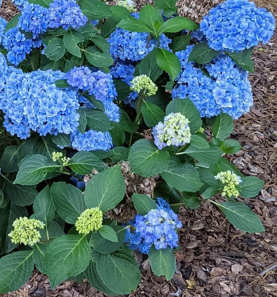 Double Down® Hydrangea 1 Double Down® Hydrangea