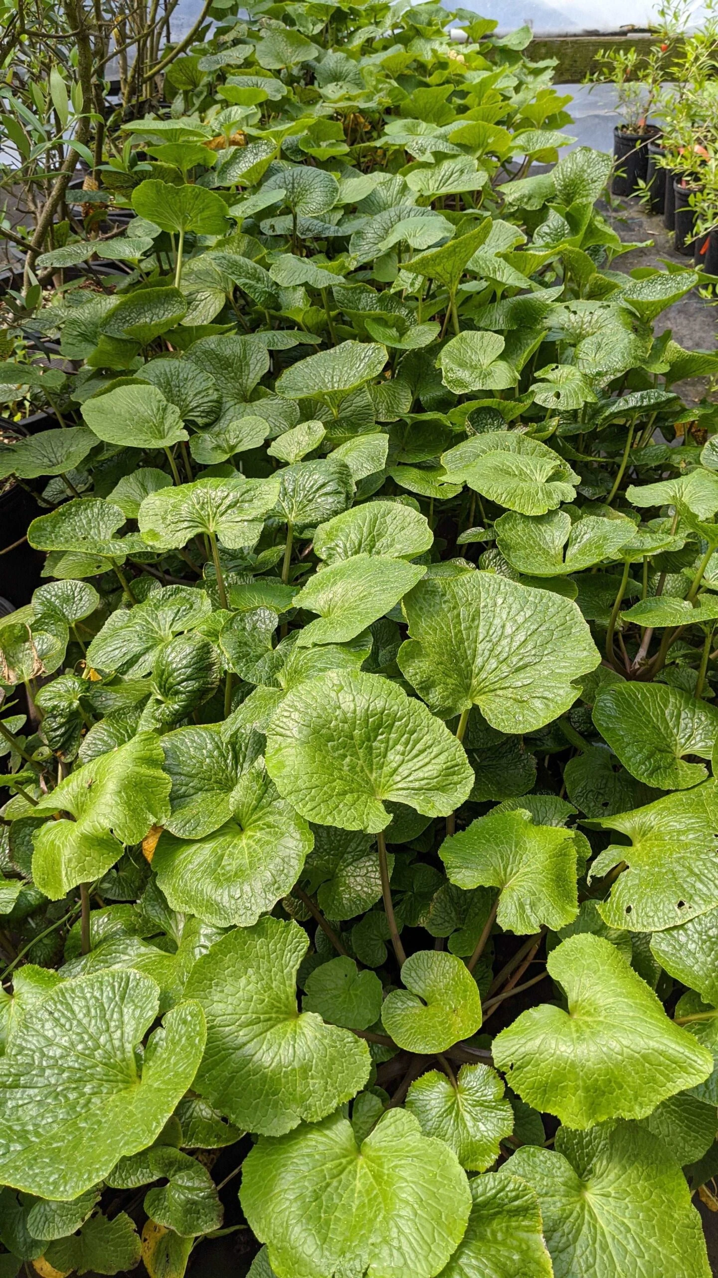 Mazuma Wasabi 1 Mazuma Wasabi