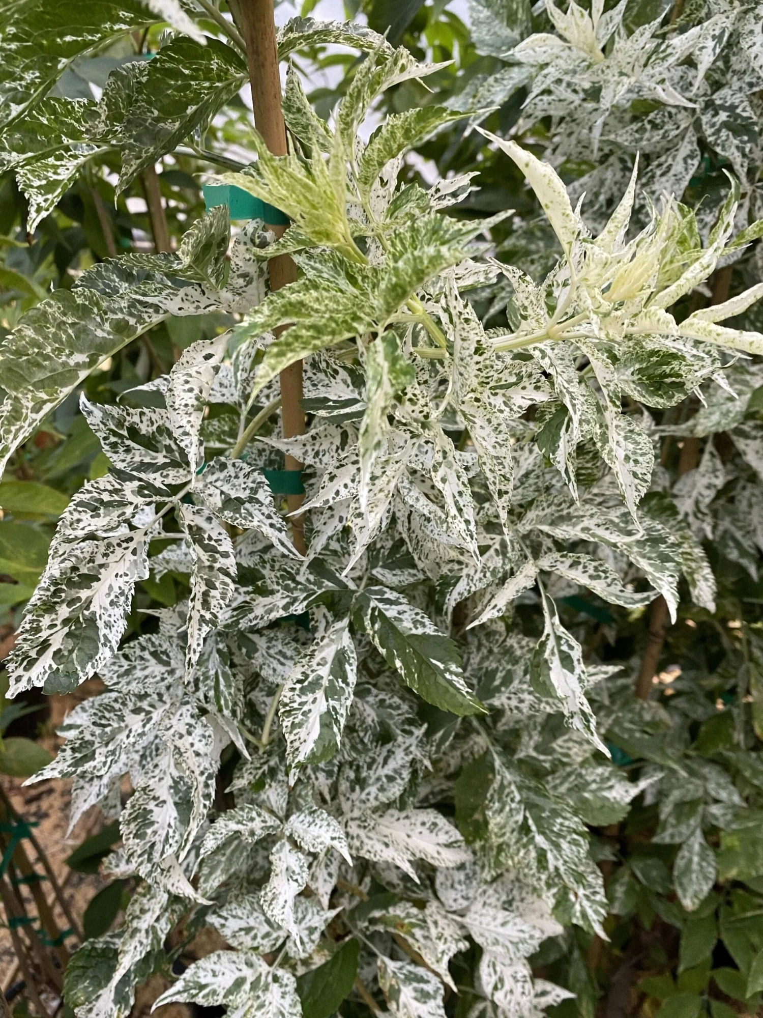 Pulverulenta Elderberry 1 Pulverulenta Elderberry