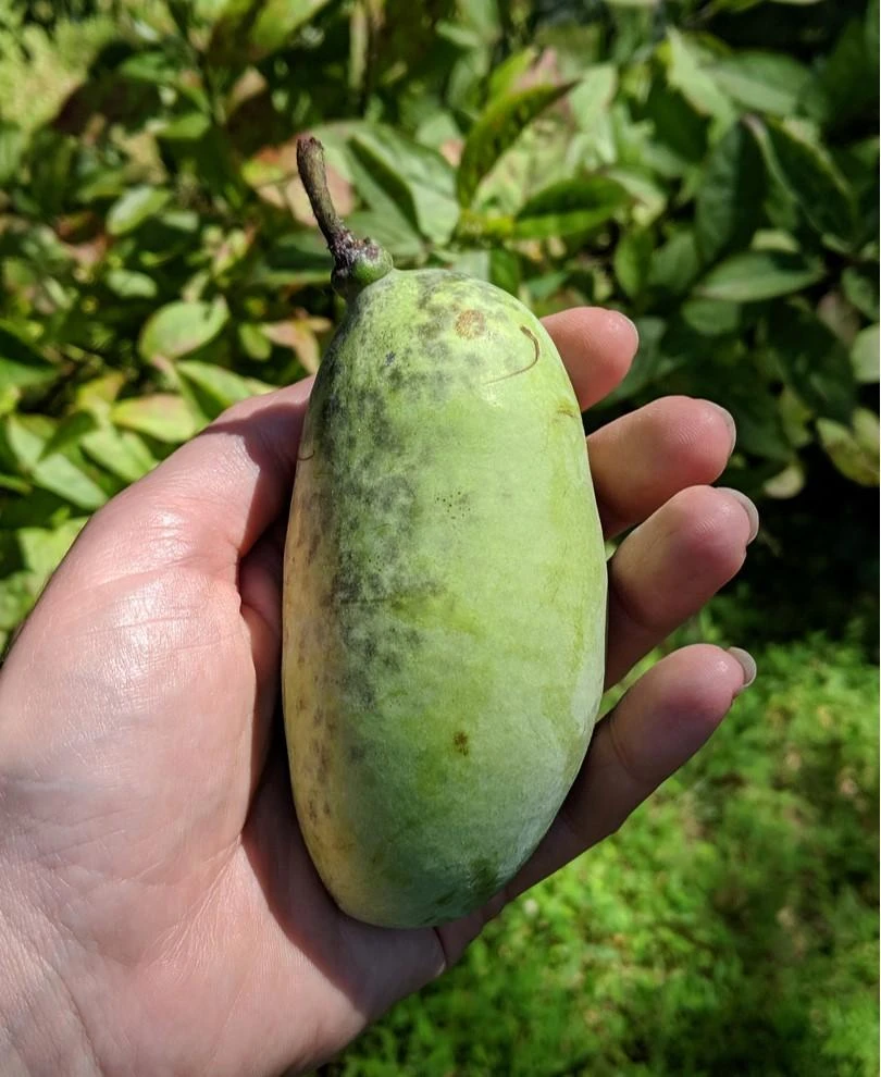 Shenandoah™ Paw Paw 1 Shenandoah™ Paw Paw