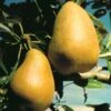Highland European Pear