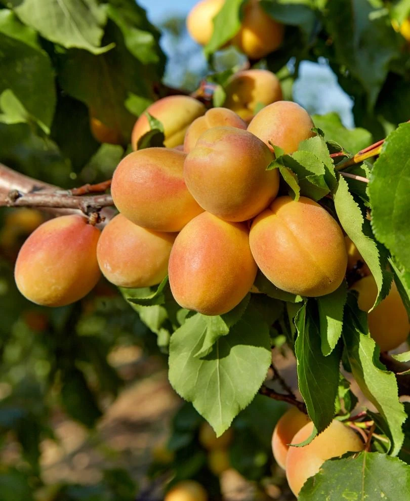 Puget Gold Apricot 1 Puget Gold Apricot