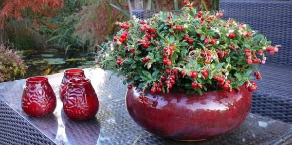 Red Candy Lingonberry 1 Red Candy Lingonberry