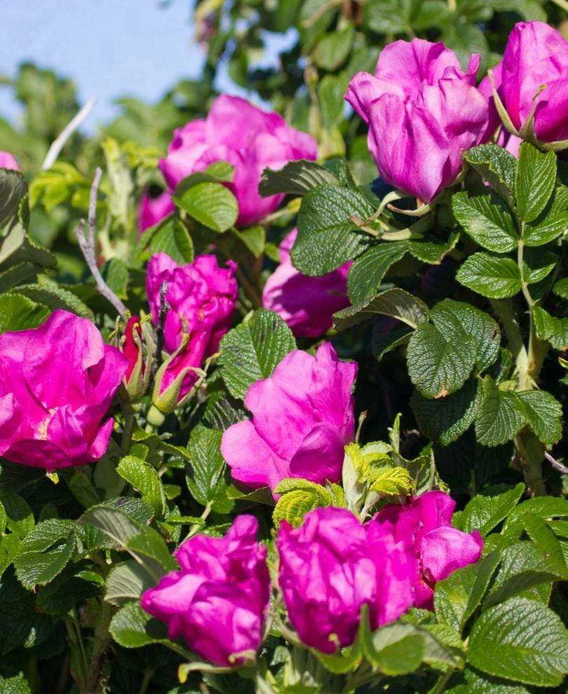 Rosa Rugosa 'Rubra' 1 Rosa Rugosa 'Rubra'