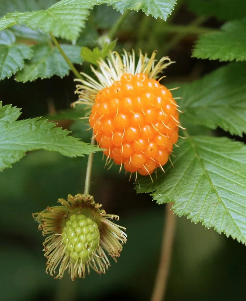 Salmonberry 1 Salmonberry