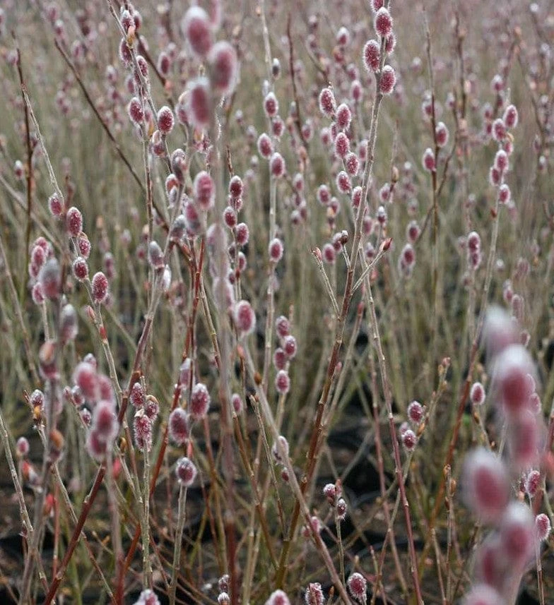 Mt. Asama Pink Willow 1 Mt. Asama Pink Willow