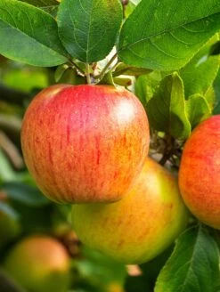 Tompkins King Apple Tree