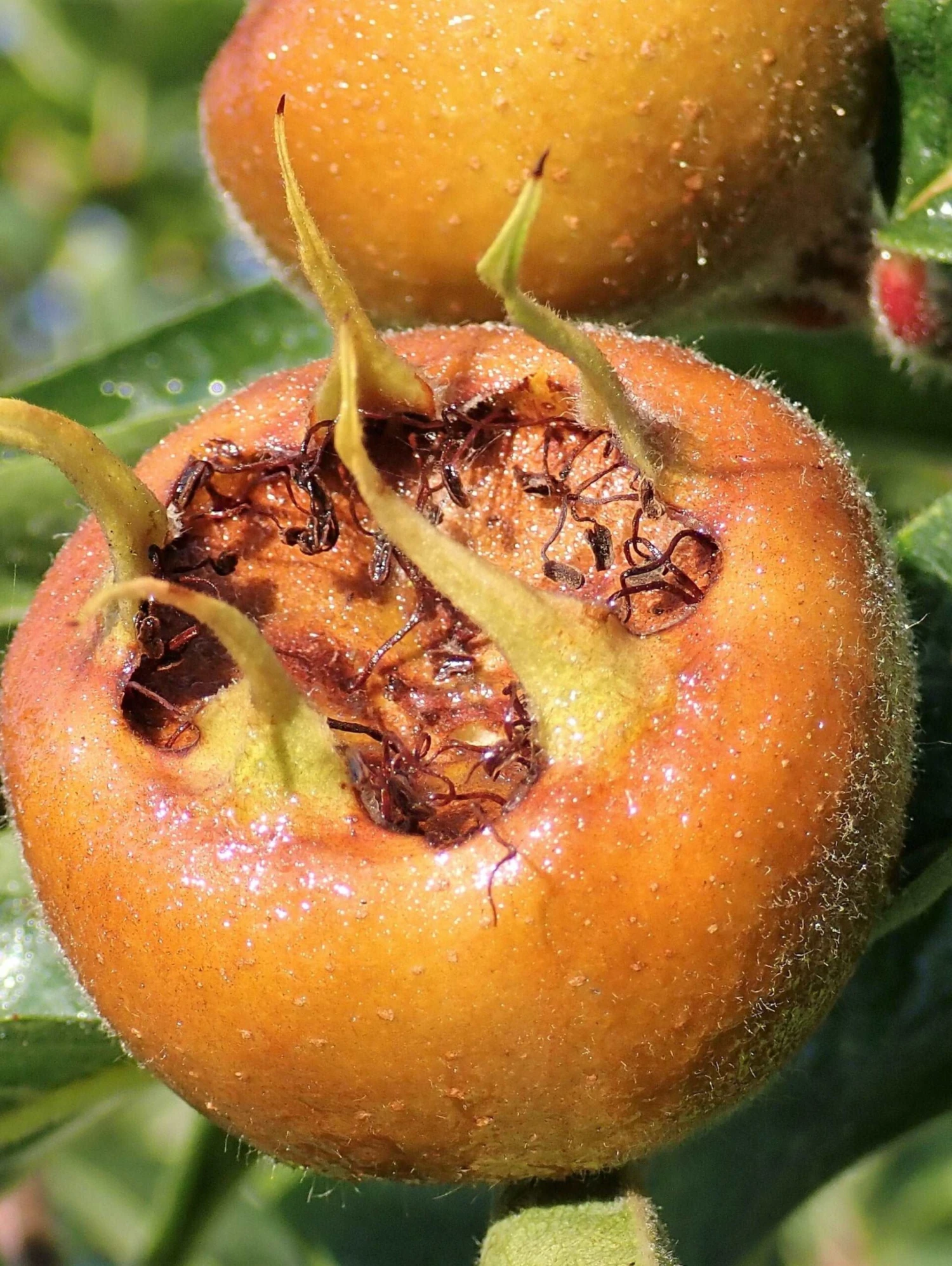 Macrocarpa Medlar 1 Macrocarpa Medlar