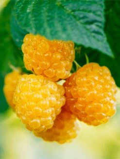 Fall Gold Raspberry