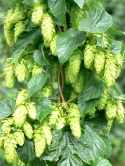 Tettnang Hops