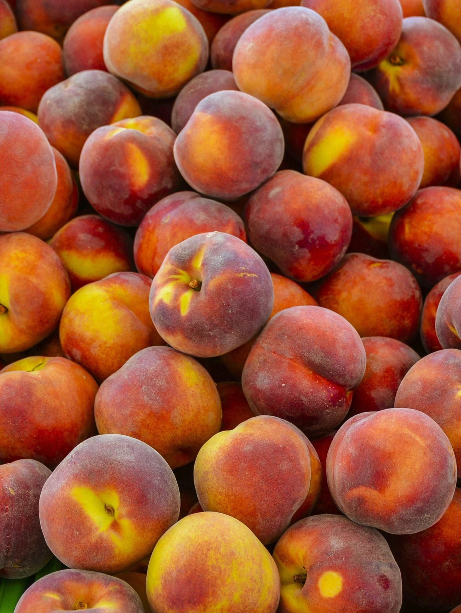 Contender Peach 1 Contender Peach