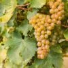 Sauvignon Blanc Grape