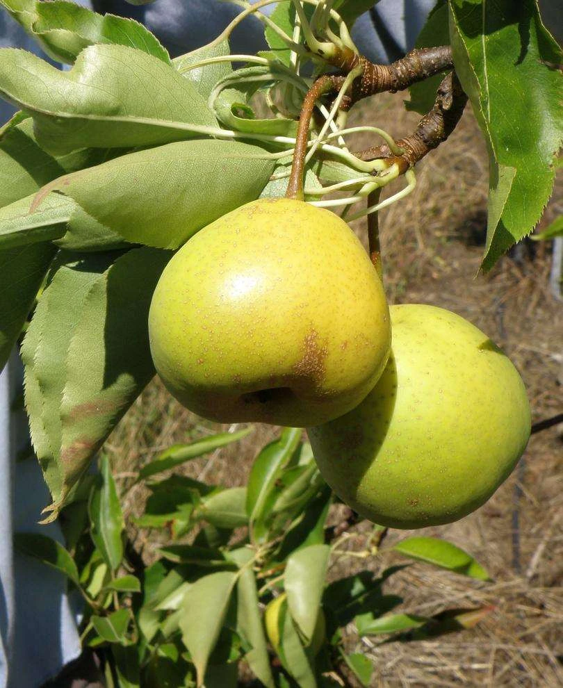 Awesome Asian Pear Bundle No. 2 1 Awesome Asian Pear Bundle No. 2